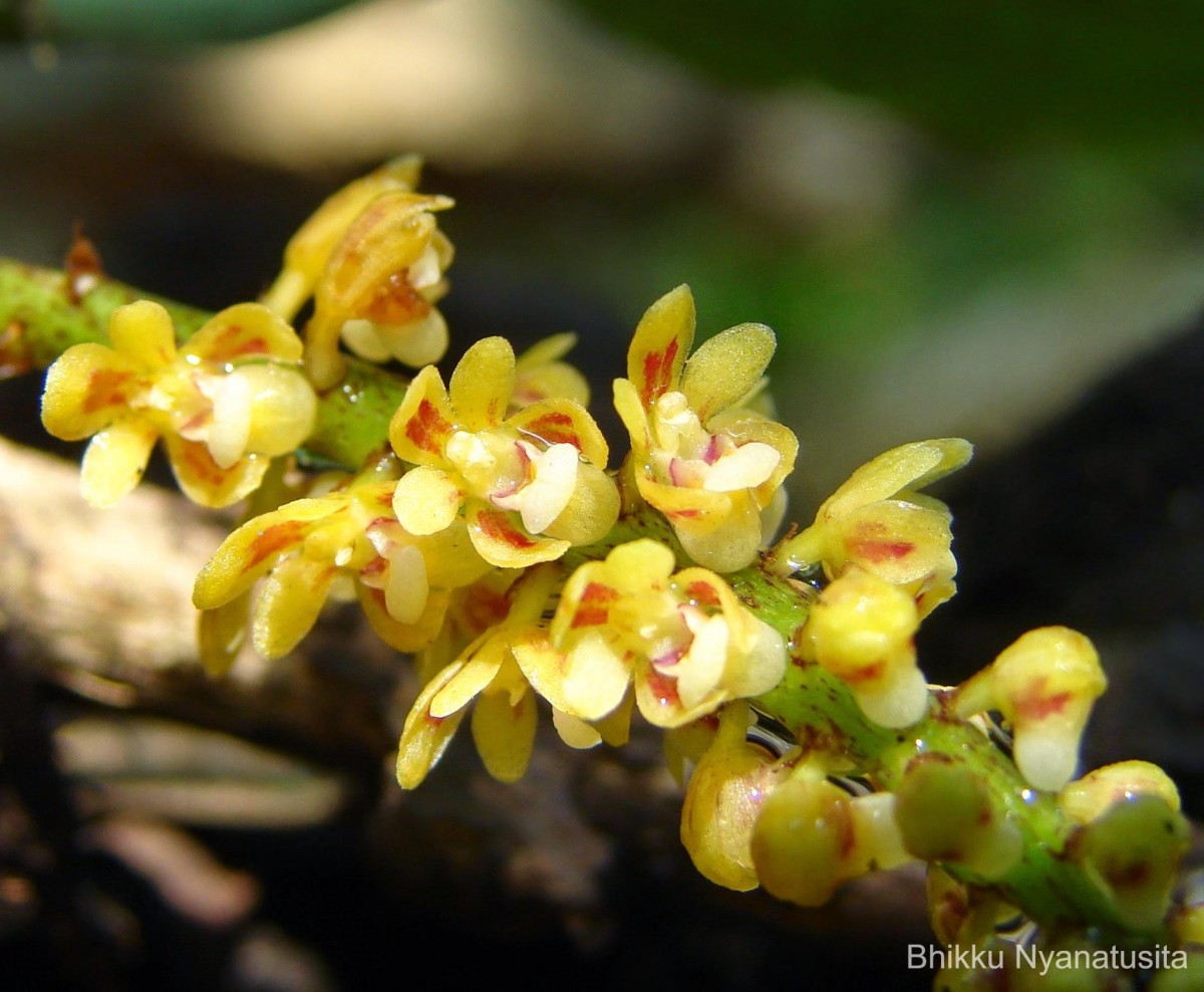 Pomatocalpa decipiens (Lindl.) J.J.Sm.